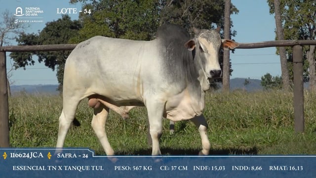 Lote 54