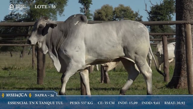Lote 55