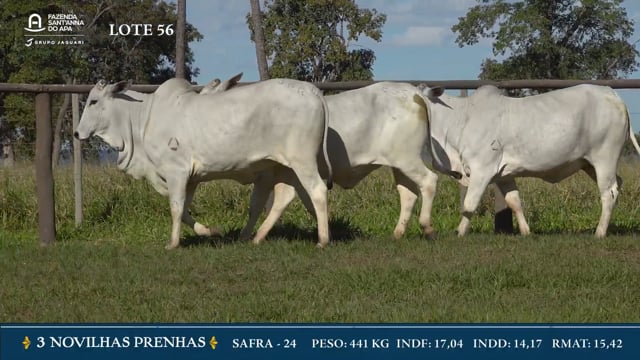 Lote 56