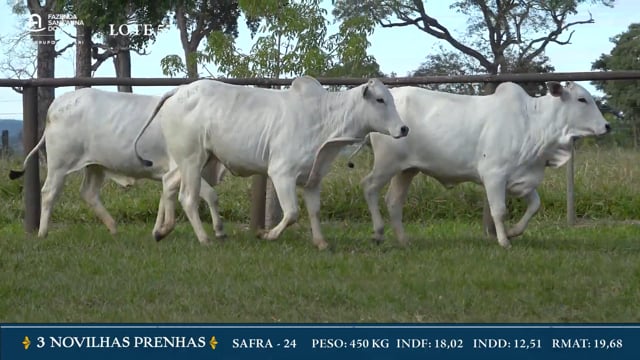 Lote 57