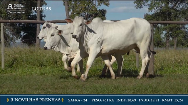 Lote 58