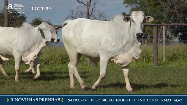Lote 59