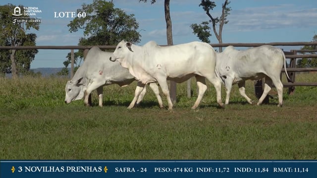 Lote 60