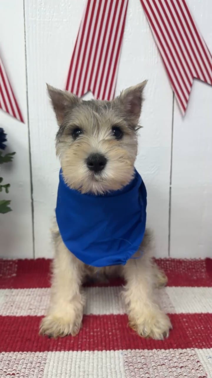Male Mini Schnauzer puppy named Pepper for sale at Puppy Dreams Puyallup. video thumbnail