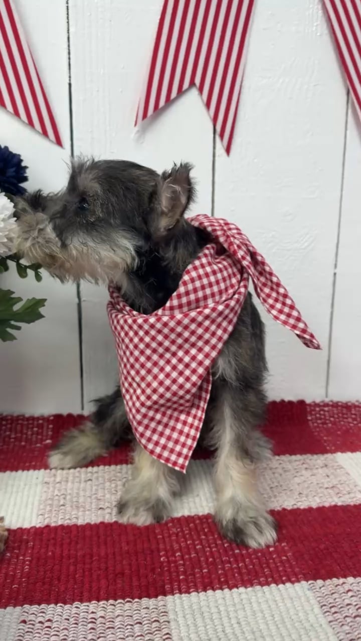 Male Mini Schnauzer puppy named Smokey for sale at Puppy Dreams Puyallup. video thumbnail