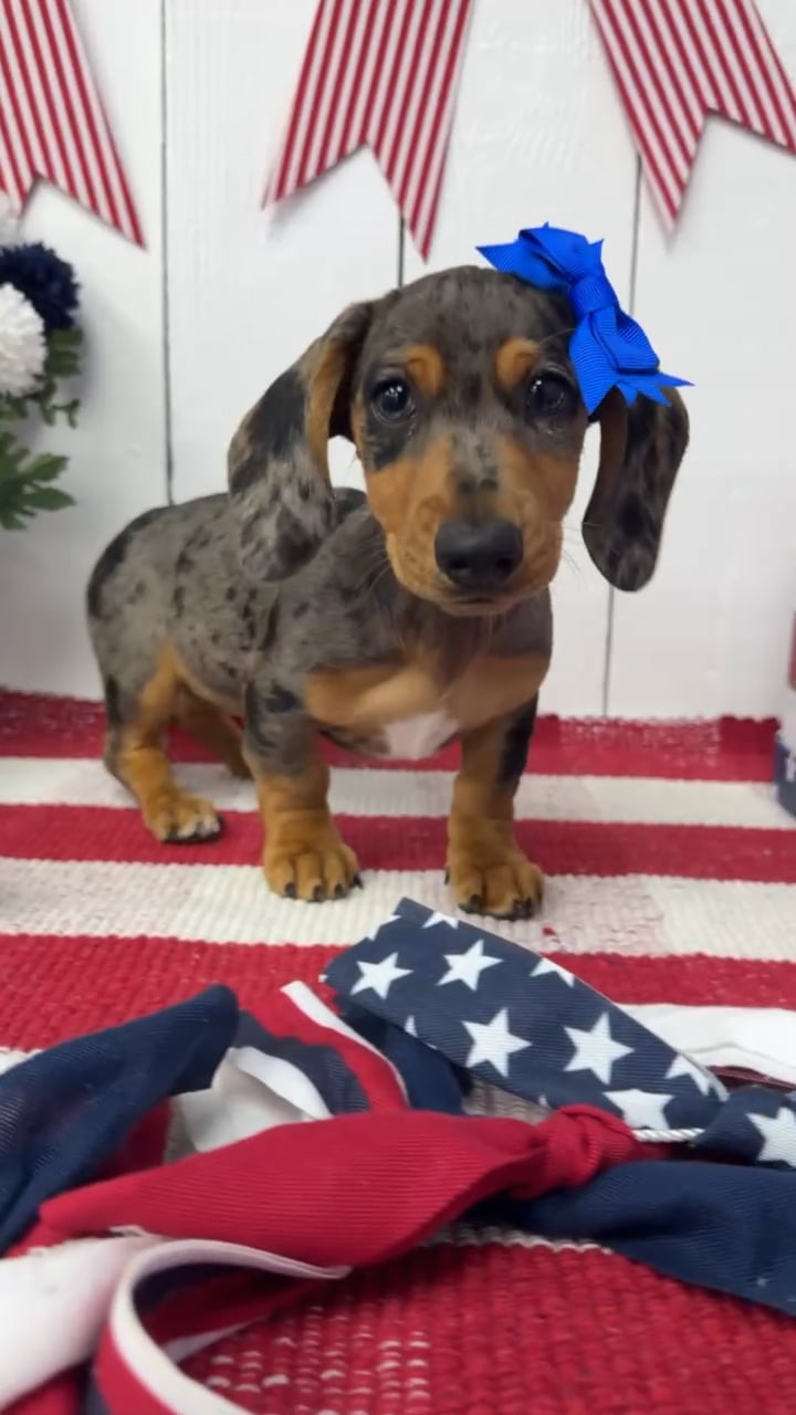 Female Dachshund puppy named Celeste for sale at Puppy Dreams Puyallup. video thumbnail