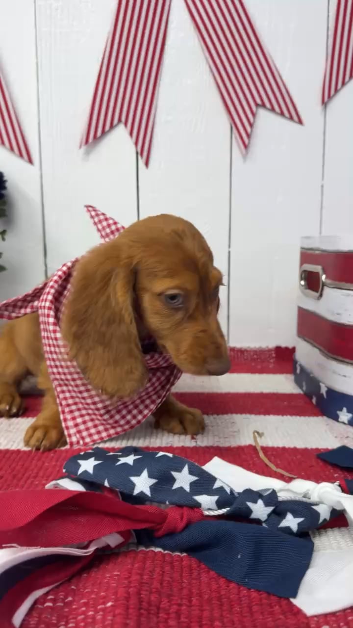 Male Dachshund puppy named Cosmo for sale at Puppy Dreams Puyallup. video thumbnail