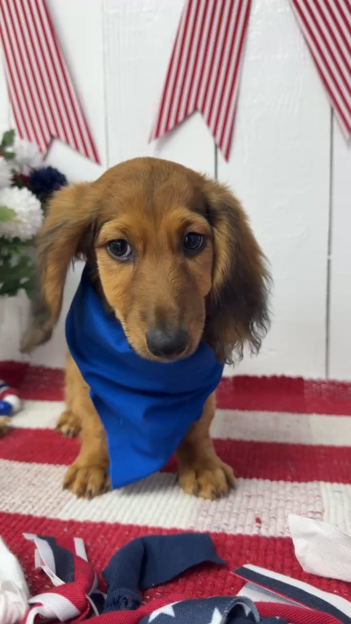 Male Dachshund puppy named Rocket for sale at Puppy Dreams Puyallup. video thumbnail
