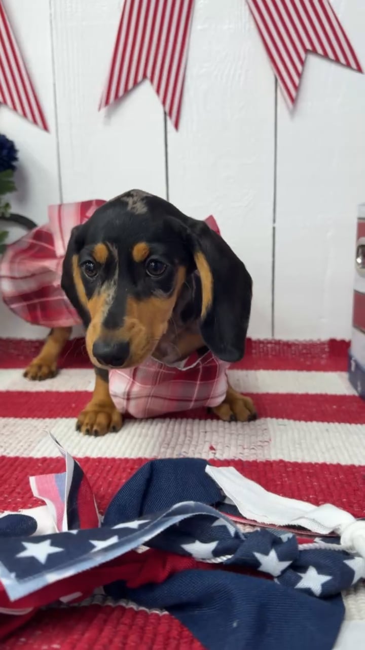 Female Dachshund puppy named Luna for sale at Puppy Dreams Puyallup. video thumbnail