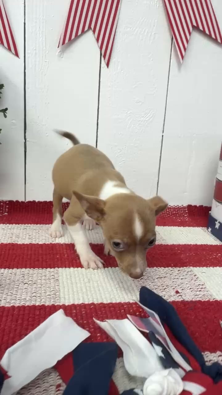 Female Chihuahua puppy named Chica for sale at Puppy Dreams Puyallup. video thumbnail