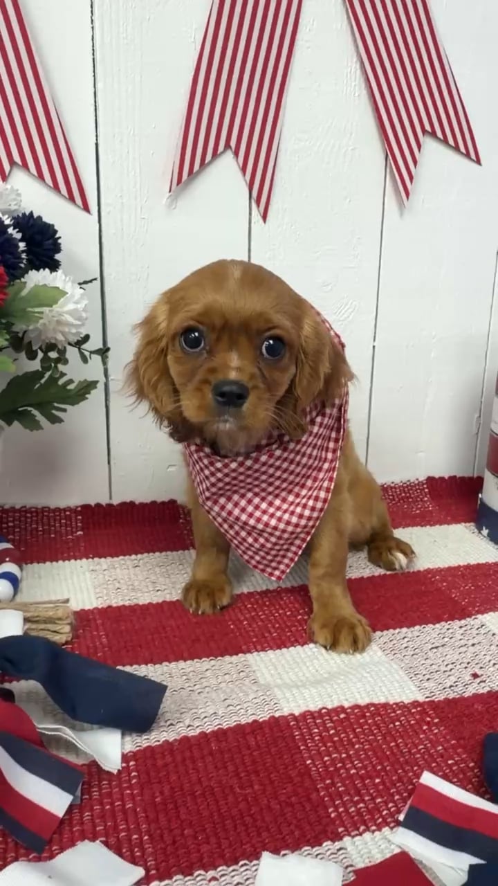 Male Cavalier King Charles Spaniel puppy named Maxwell for sale at Puppy Dreams Puyallup. video thumbnail
