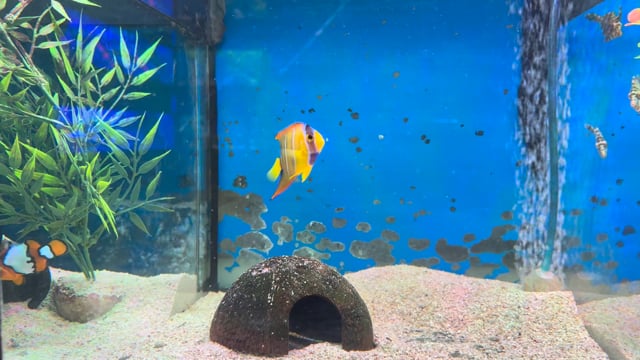 True Queen Angelfish WYSIWYG 15 video