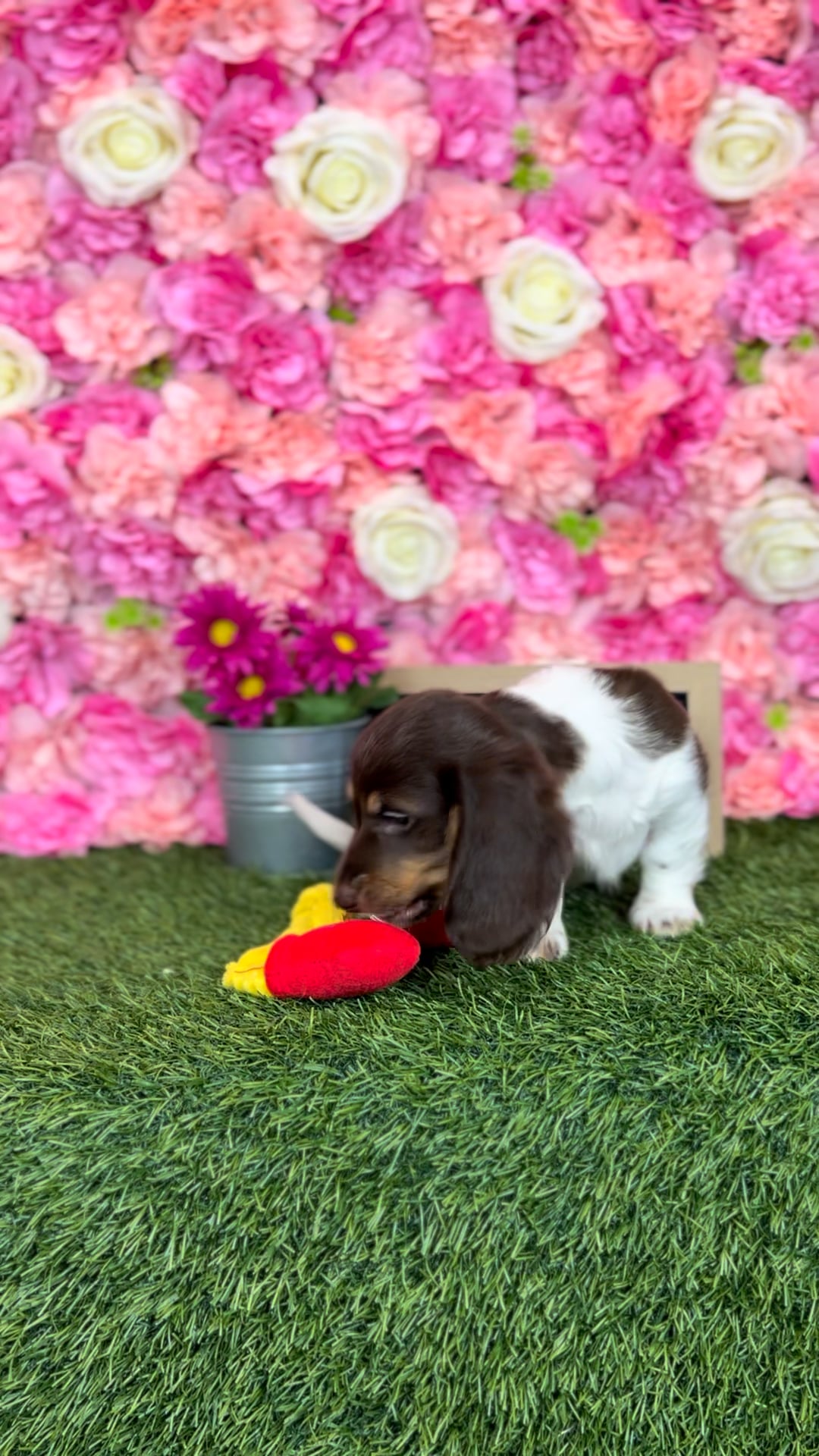 Female Dachshund puppy named Zaza for sale at Pet Express Braintree. video thumbnail