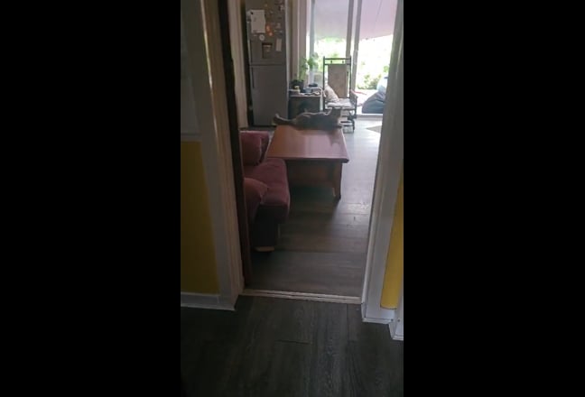 Video 1: 