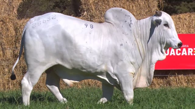 Lote 98