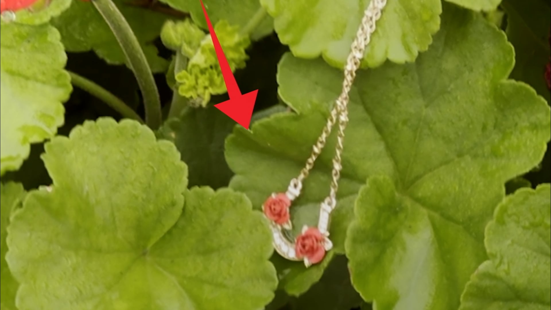 Kentucky Roses – DIG40 "Diamond Necklace"