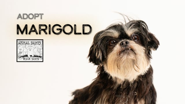 Enlarge Marigold, a ADOPTABLE Shih Tzu in Fort Montgomery, NY video 6/6