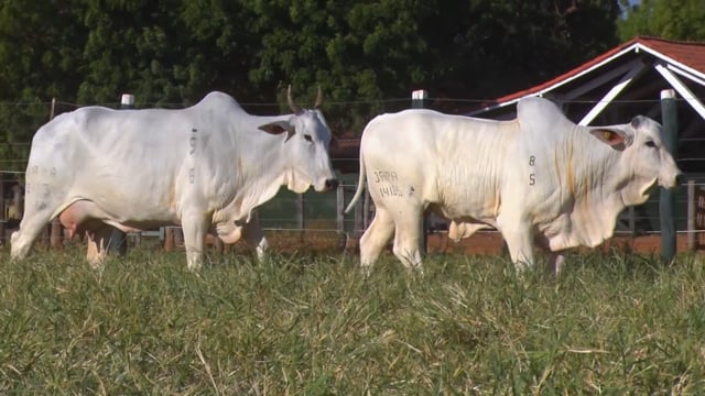 Lote 34
