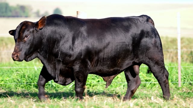 Lote 03