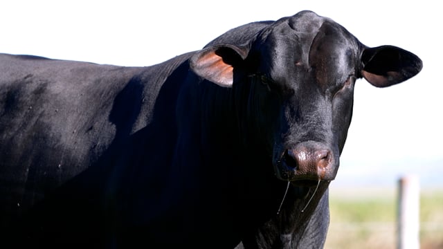 Lote 05