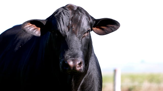 Lote 07
