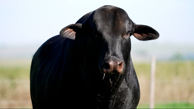 Lote 18