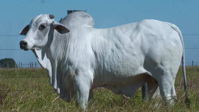 Lote 07