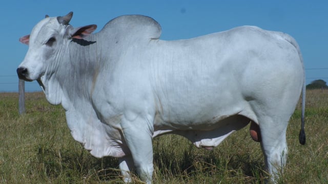 Lote 19