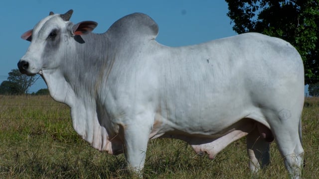 Lote 16