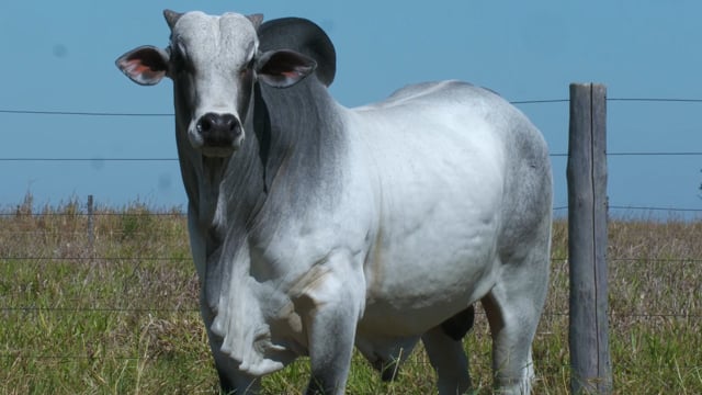Lote 31