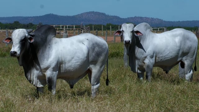 Lote 37