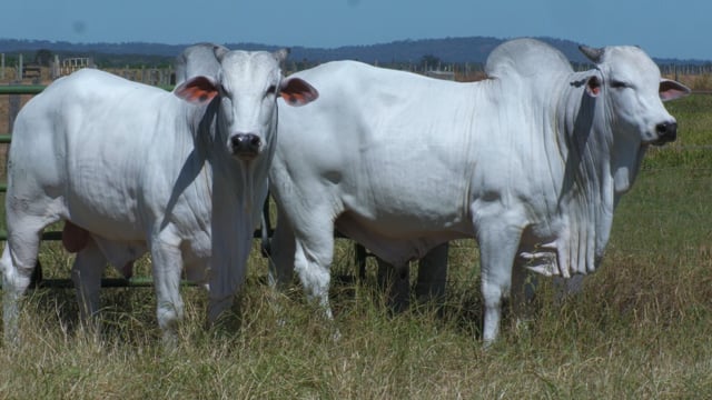 Lote 39