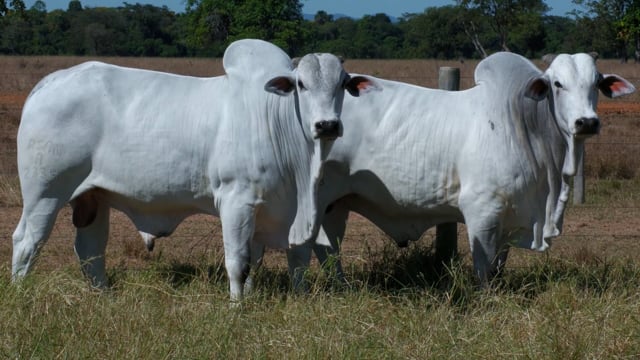 Lote 45
