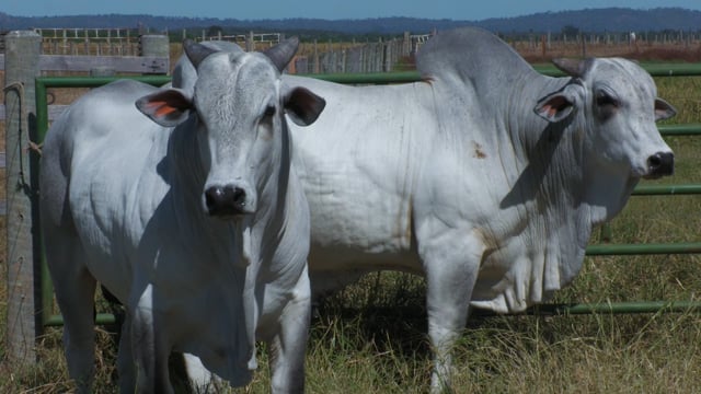 Lote 43