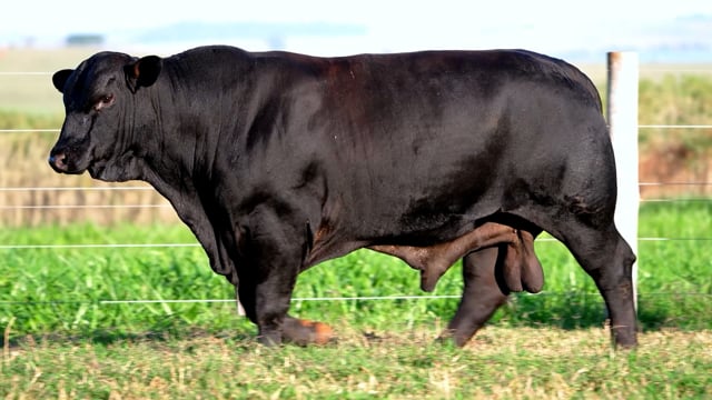 Lote 20