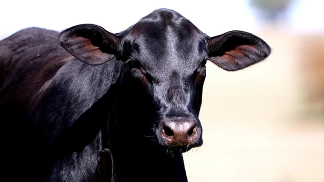 Lote 20