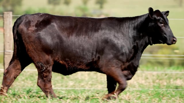 Lote 30