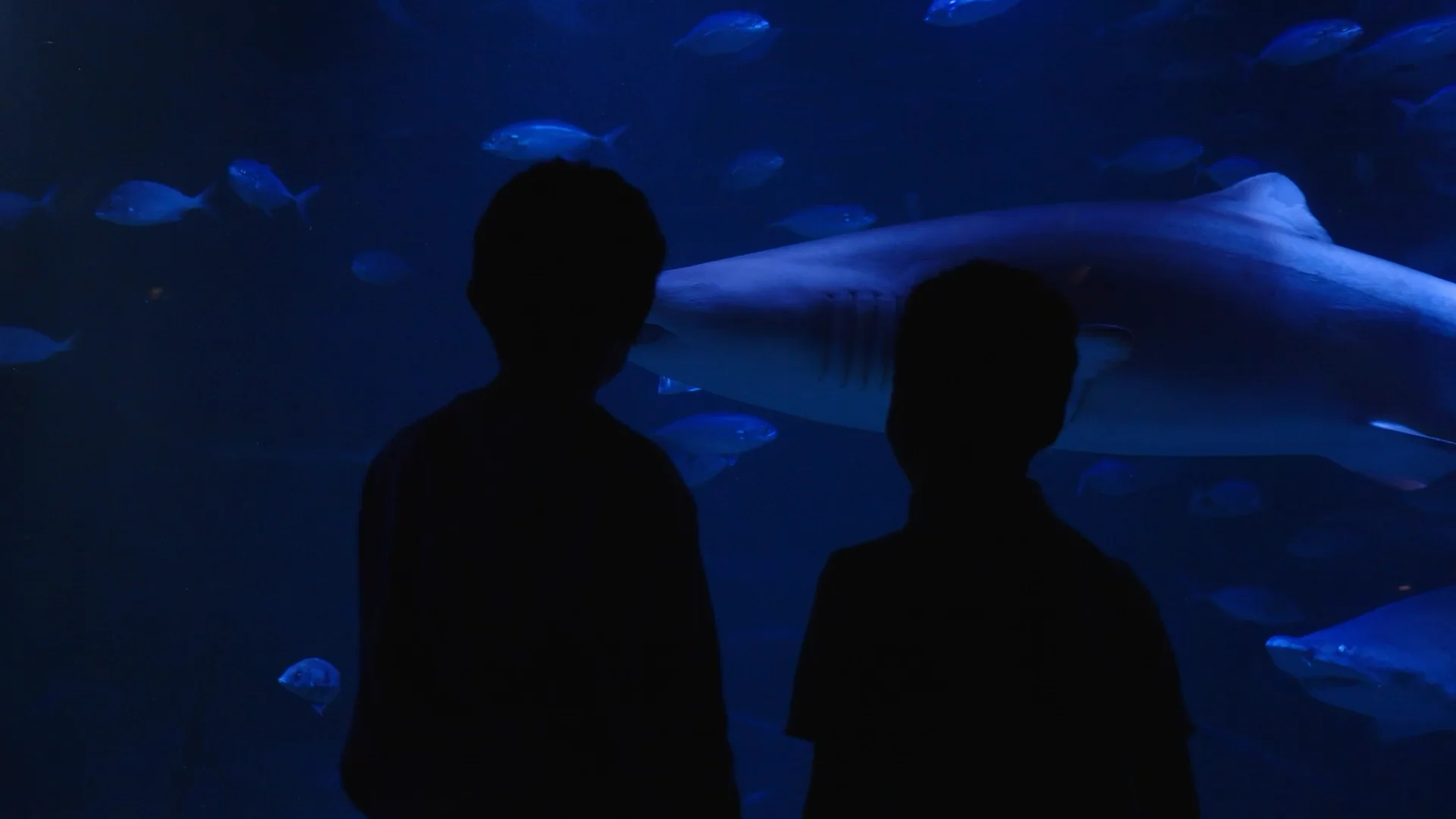 水族館　MARINETIME Maritime Aquarium | Norwalk, CT Aquarium