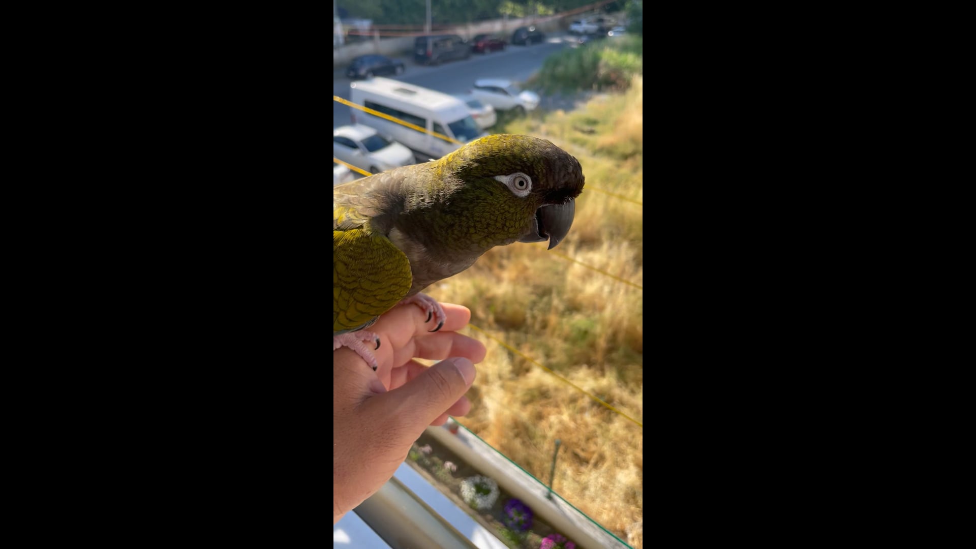 Karam adlı papağan ”uç” komutuyla uçuyor