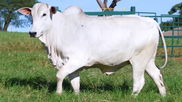 Lote 48