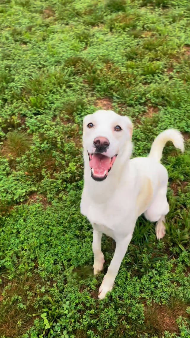 Enlarge yuki, a ADOPTABLE mixed breed in Stafford, VA video 1/4