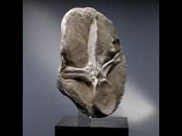 Astro West - Authentic Mosasaur Vertabae Fossil AWFOSS544 Video 1