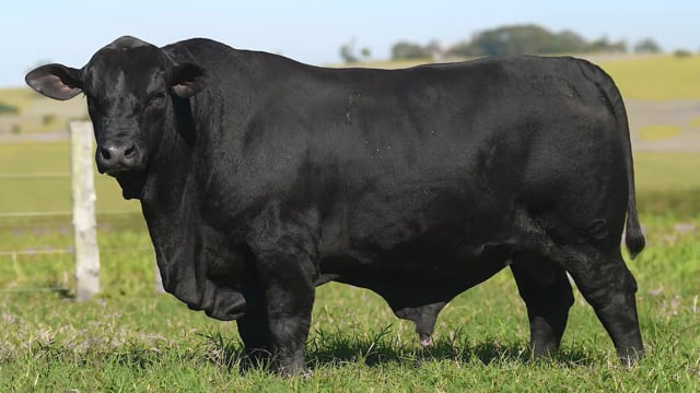 Lote 19