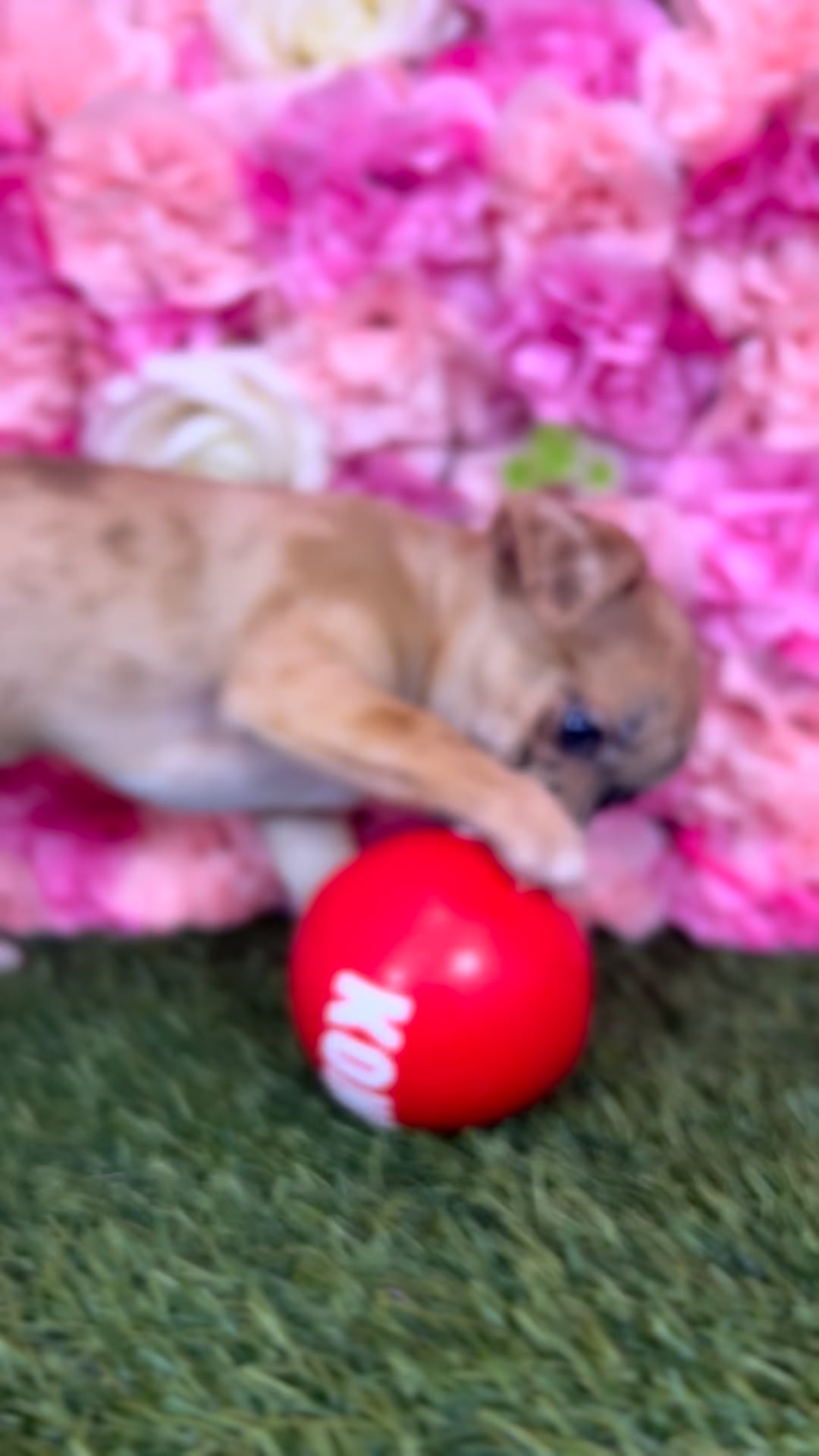 Male Chihuahua puppy named Joelito for sale at Pet Express Braintree. video thumbnail
