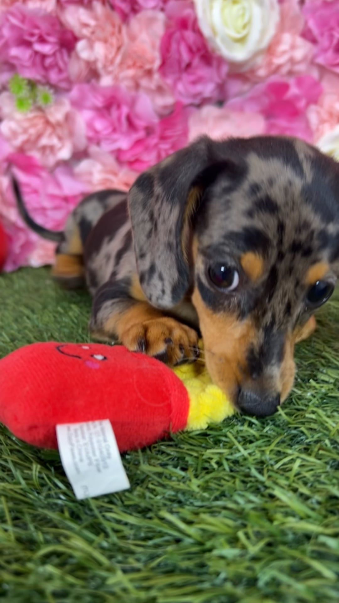 Female Dachshund puppy named Shelley for sale at Pet Express Braintree. video thumbnail