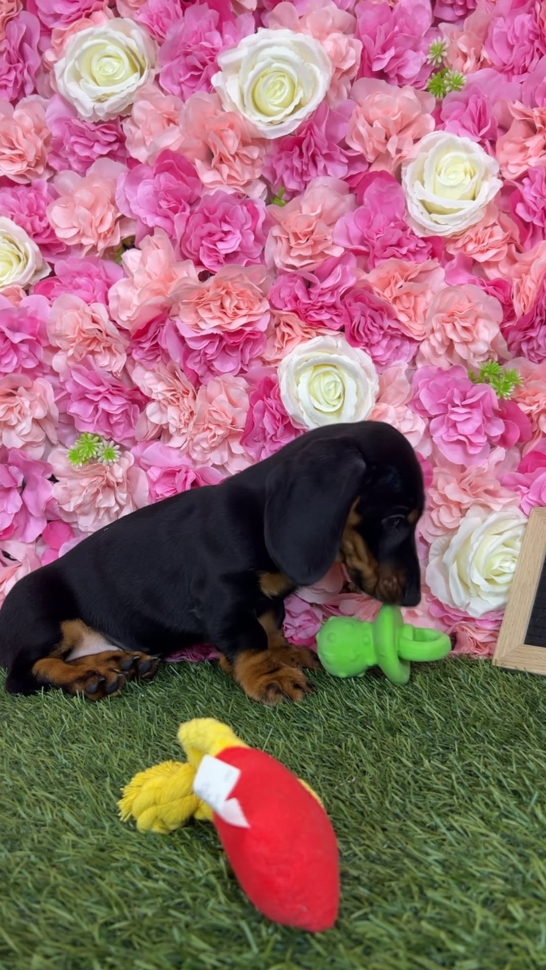Male Dachshund puppy named Titan for sale at Pet Express Braintree. video thumbnail