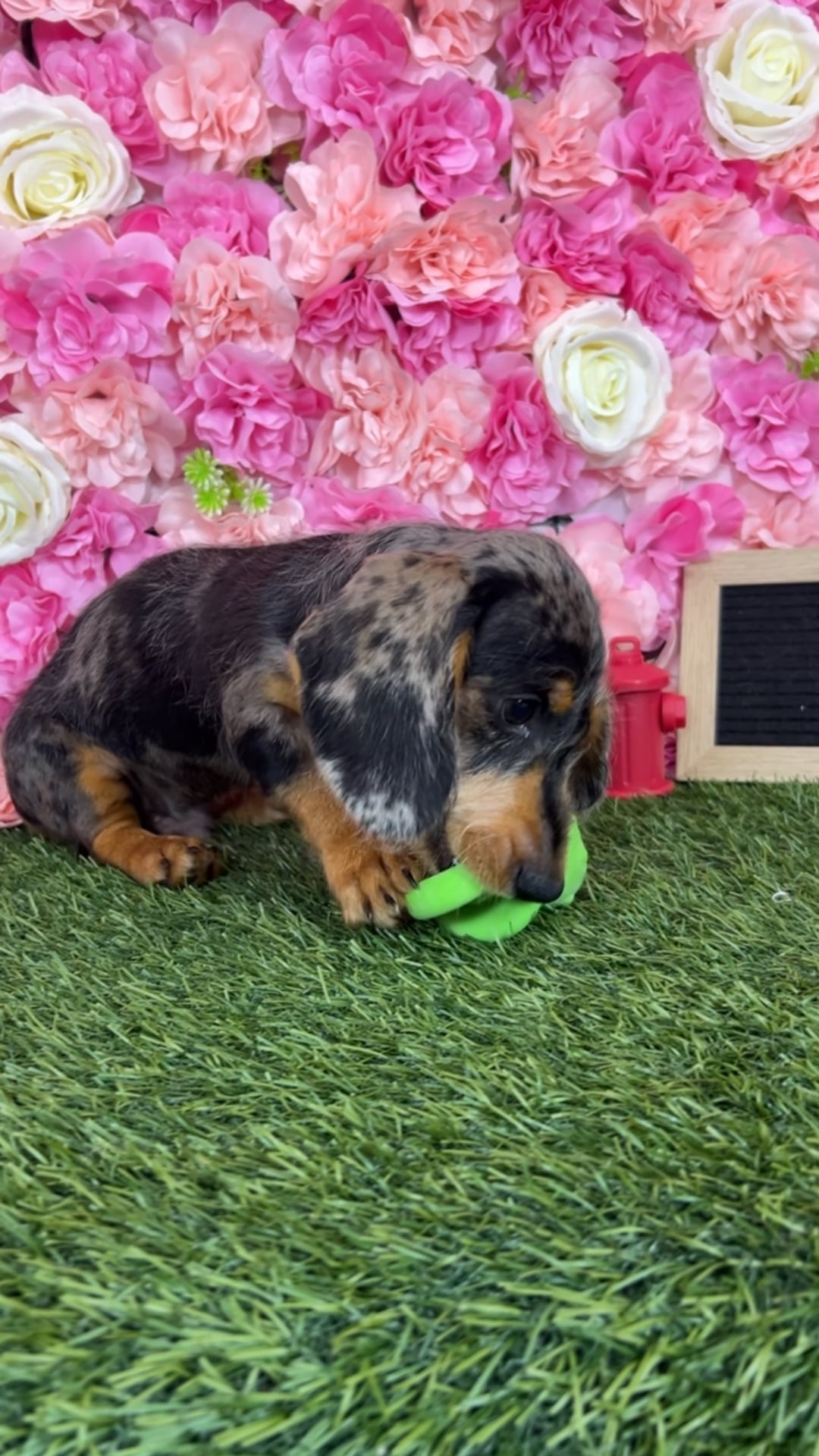 Male Dachshund puppy named Rocky for sale at Pet Express Braintree. video thumbnail