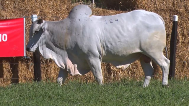 Lote 124