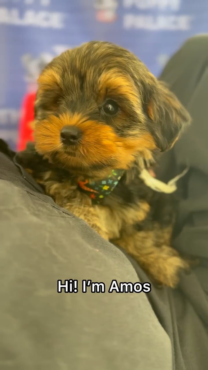 Male Yorkie puppy named Amos for sale at The Puppy Palace CT. video thumbnail