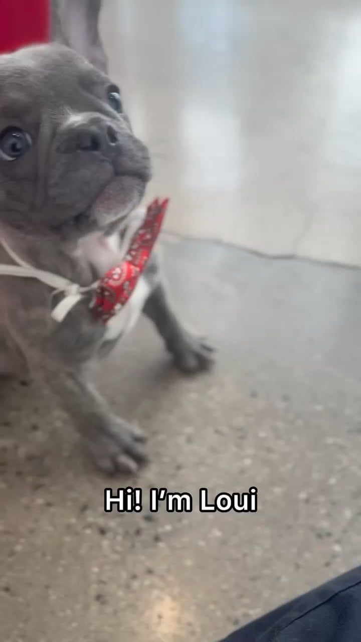 Male French Bulldog puppy named Loui for sale at The Puppy Palace CT. video thumbnail
